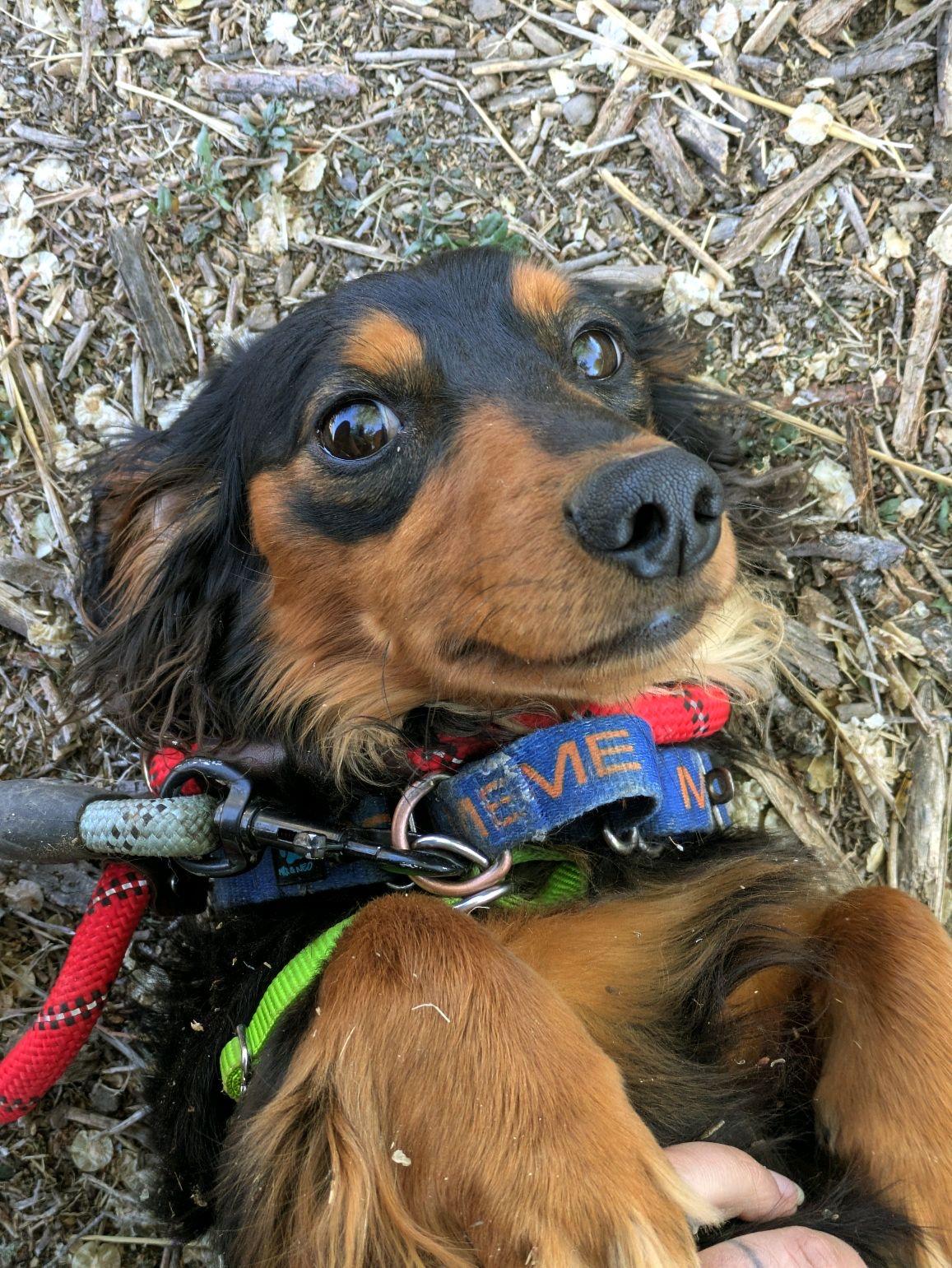 Enlarge Beethoven, an adopted Dachshund (Long Haired) in Pueblo, CO image 1/1