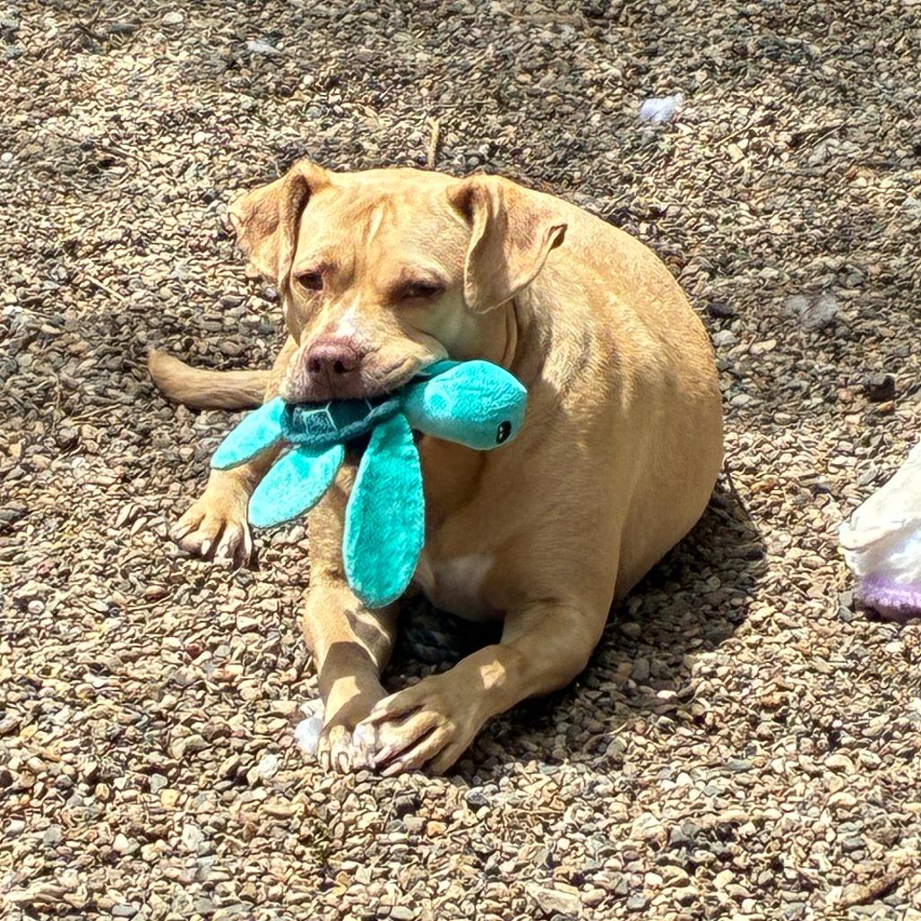 Piper 2051, Adoptable, Adult Female Pit Bull Terrier.