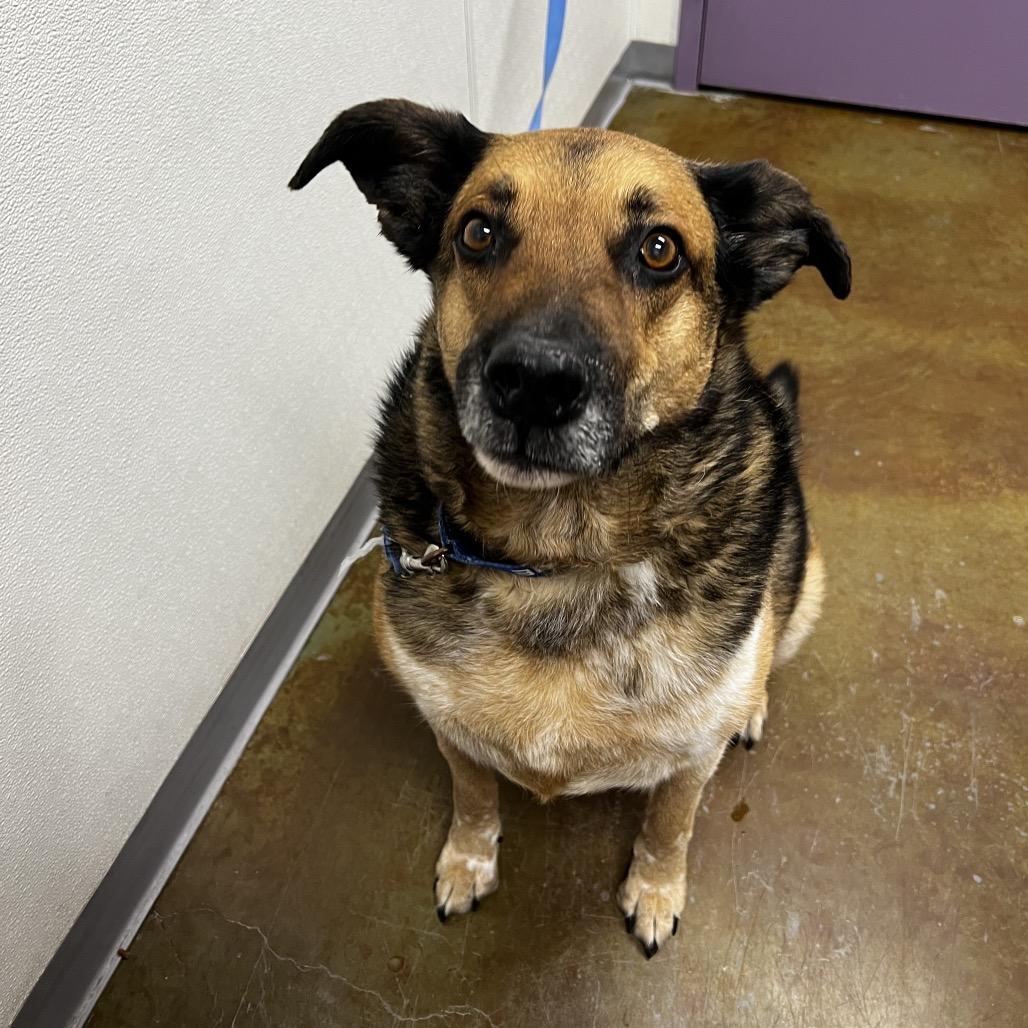 Enlarge Captain, a Adoptable mixed breed in Albuquerque, NM image 1/1
