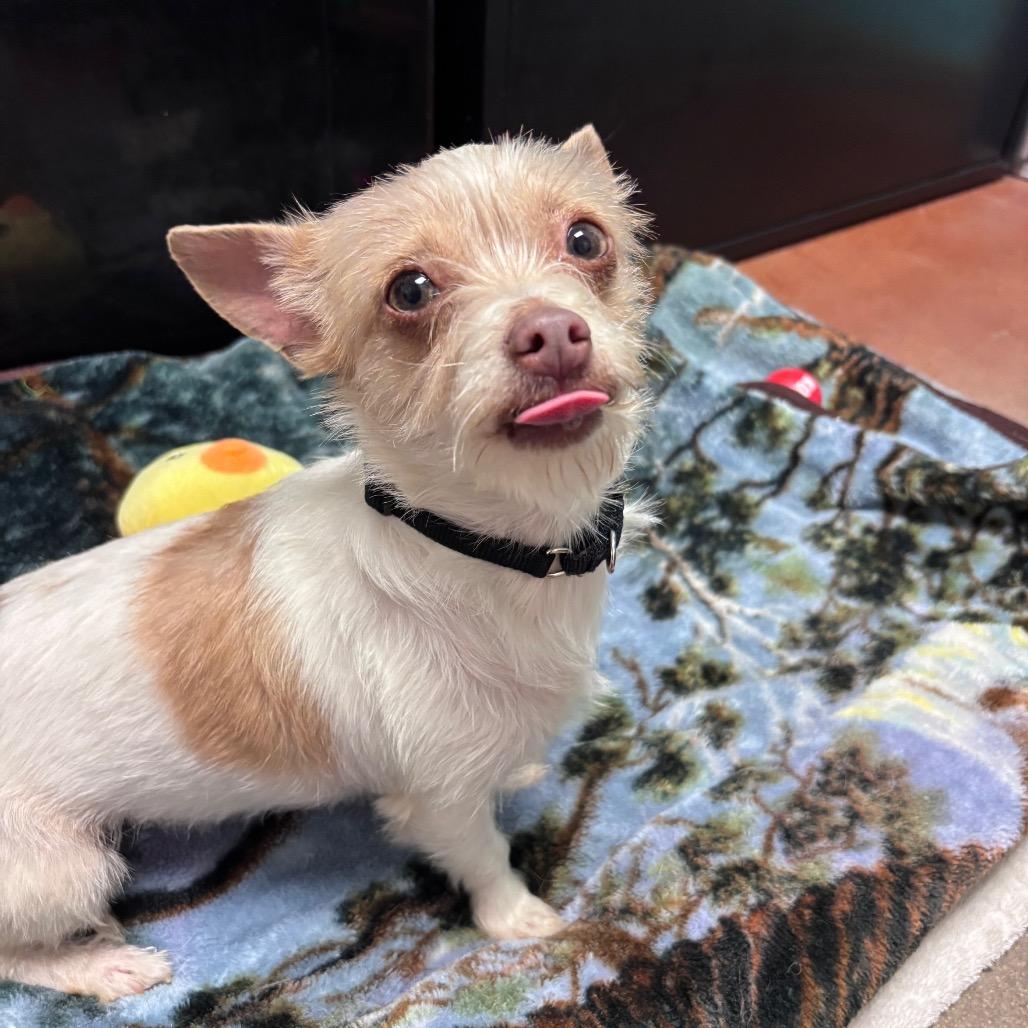 Jade, Adoptable, Adult Female Terrier & Chihuahua.
