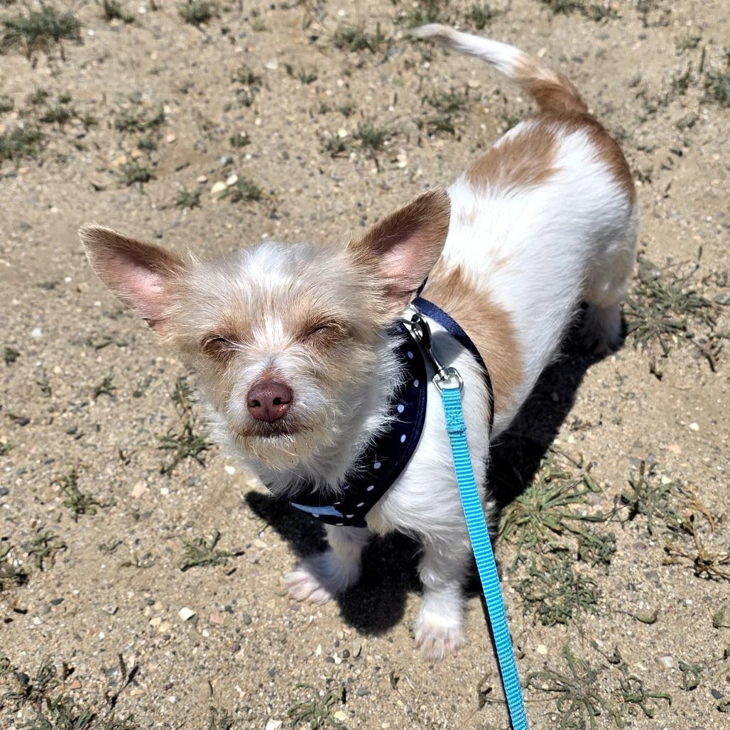 Enlarge Jade, a Adoptable mixed breed in Santa Barbara, CA image 2/6