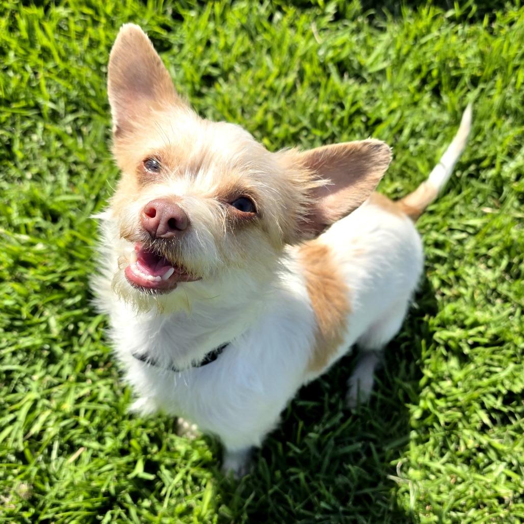 Enlarge Jade, a Adoptable mixed breed in Santa Barbara, CA image 3/6