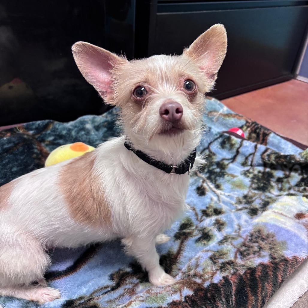 Enlarge Jade, a Adoptable mixed breed in Santa Barbara, CA image 2/2