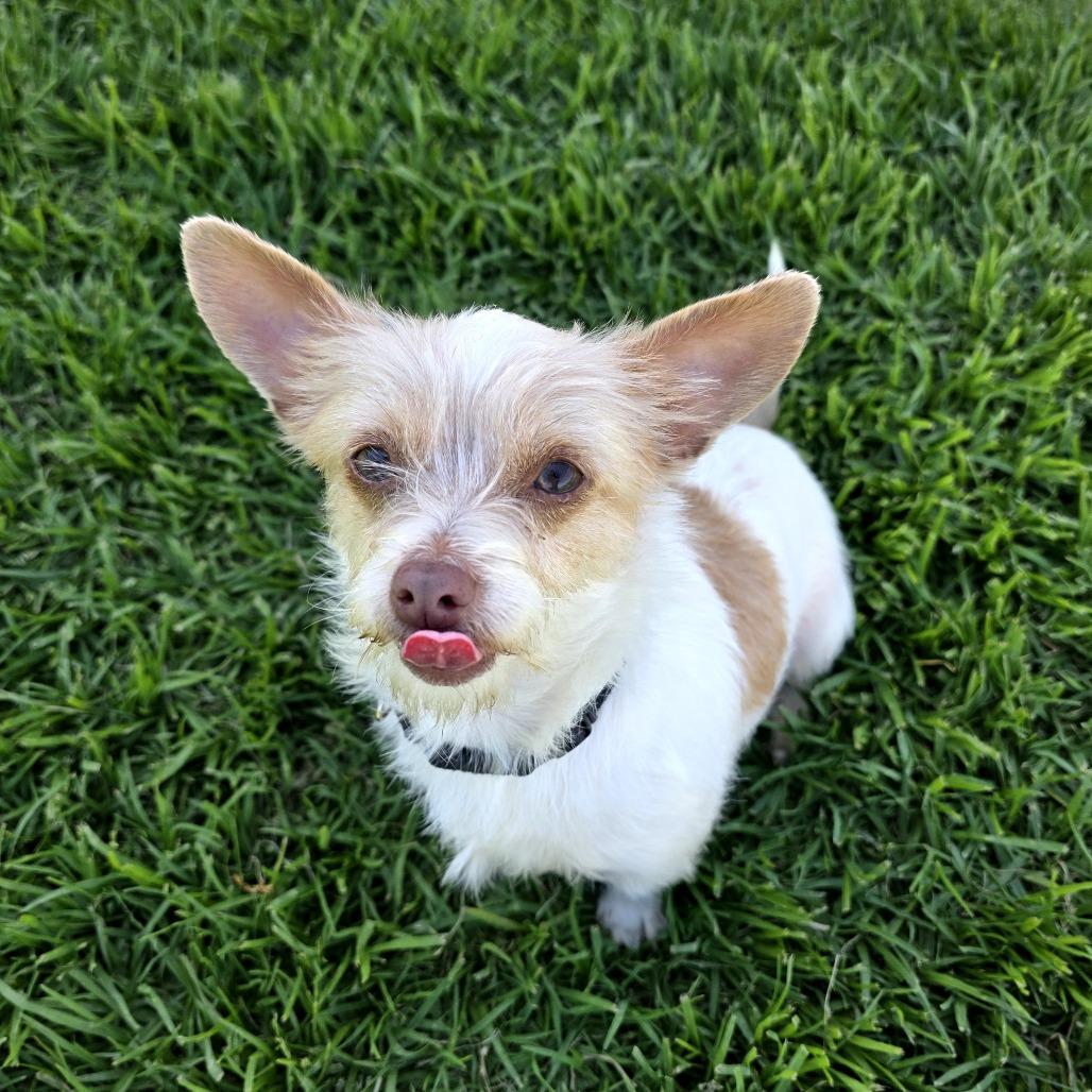 Enlarge Jade, a Adoptable mixed breed in Santa Barbara, CA image 5/6