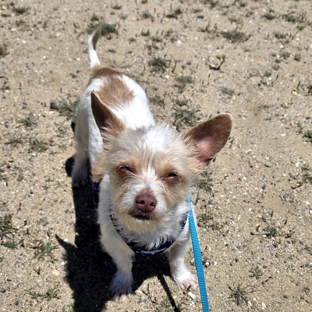 Enlarge Jade, a Adoptable mixed breed in Santa Barbara, CA image 6/6