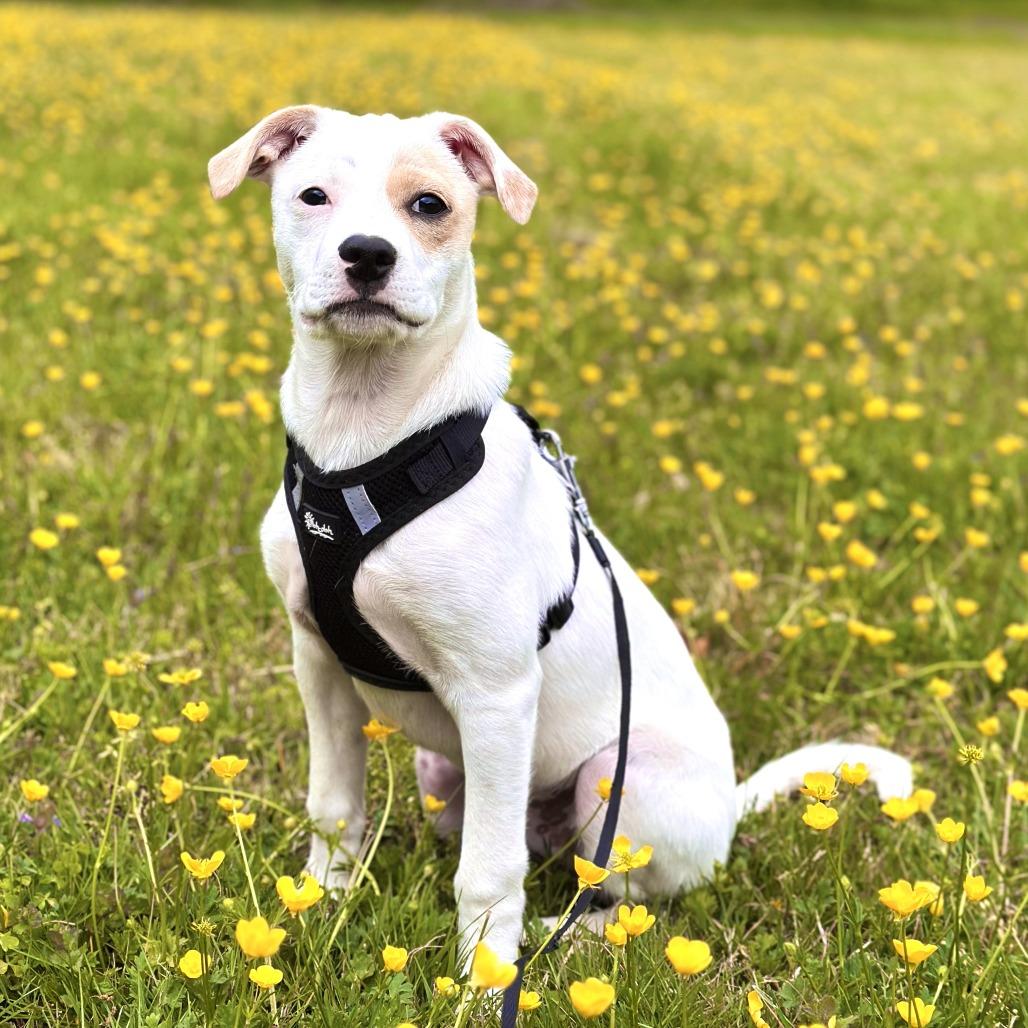 Sunny, Adoptable, Puppy Male Labrador Retriever & Mixed Breed.