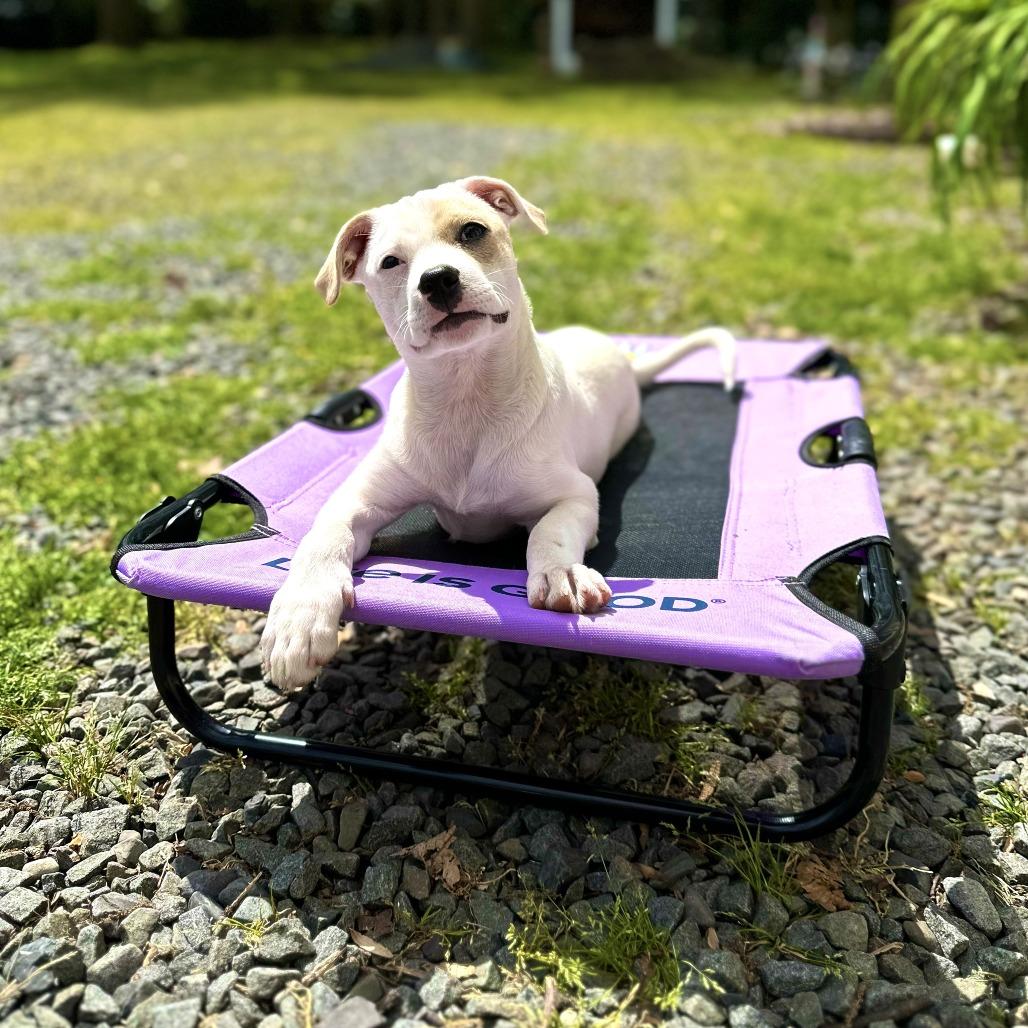 Sunny, a Adoptable mixed breed in Chantilly, VA image 2/6
