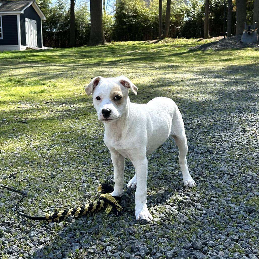 Sunny, a Adoptable mixed breed in Chantilly, VA image 3/6