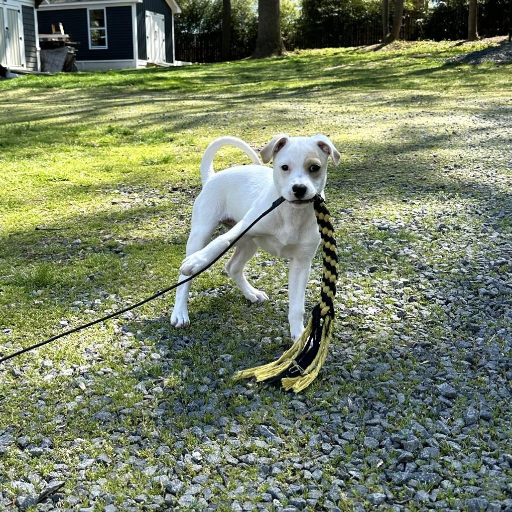 Sunny, a Adoptable mixed breed in Chantilly, VA image 4/6