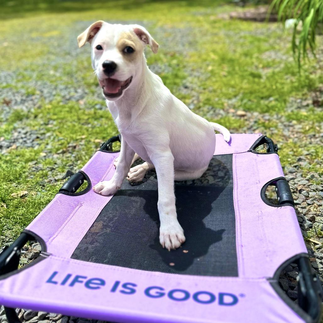 Sunny, a Adoptable mixed breed in Chantilly, VA image 5/6