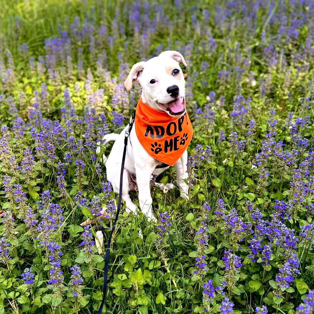 Sunny, a Adoptable mixed breed in Chantilly, VA image 6/6