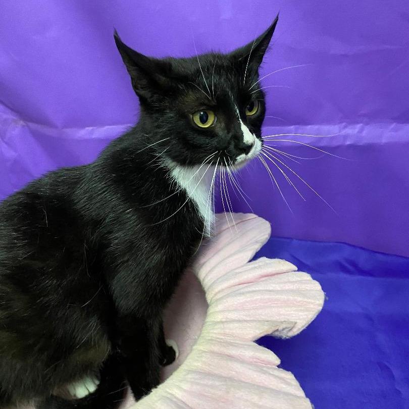 Bastet, Adoptable, Adult Female Domestic Medium Hair.