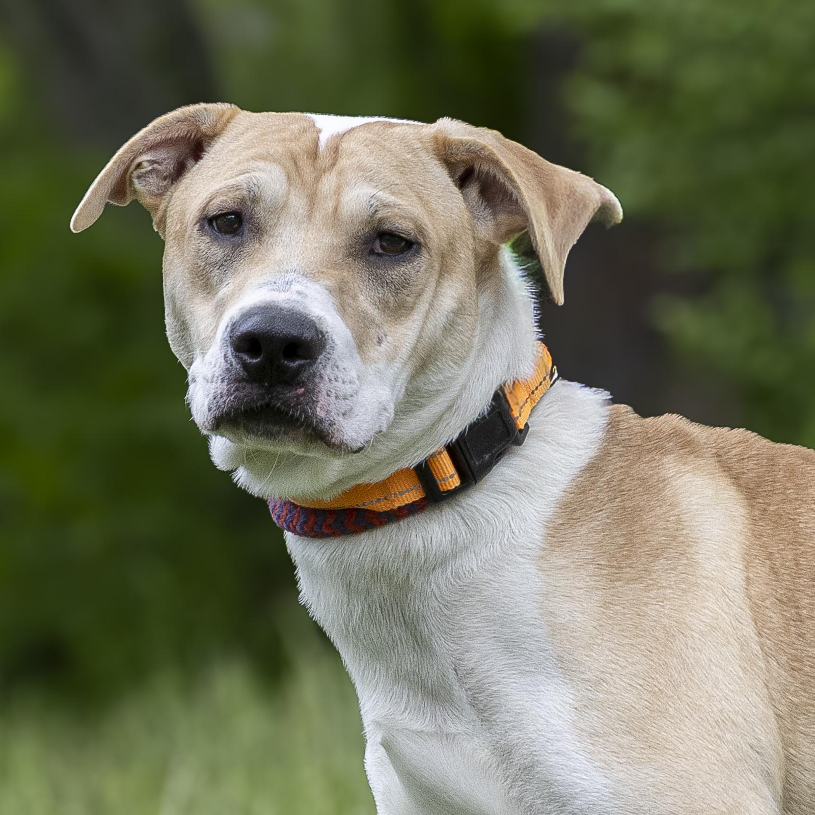 Enlarge Alvin, a ADOPTABLE mixed breed in Stroudsburg, PA image 3/3