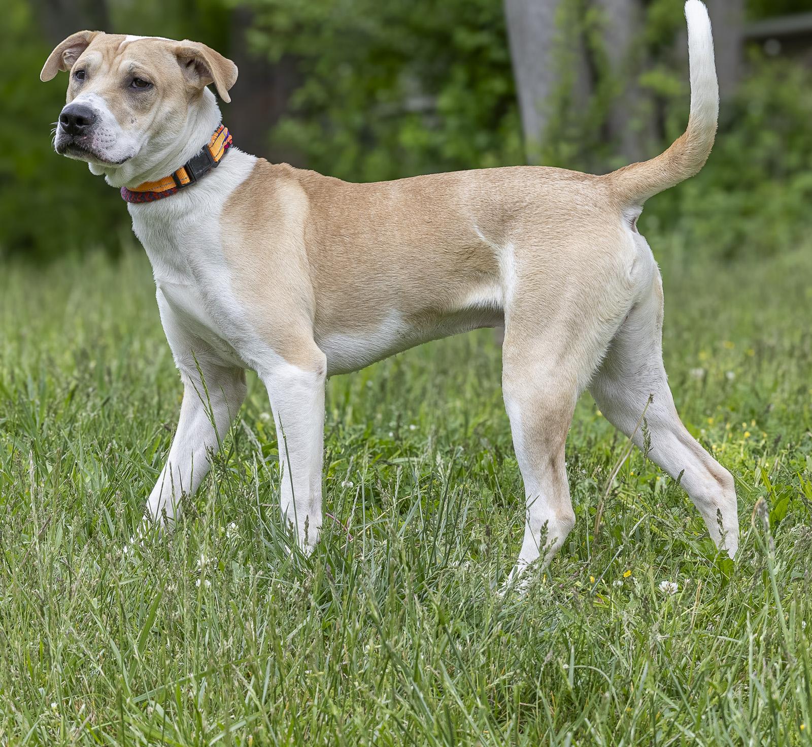 Enlarge Alvin, a ADOPTABLE mixed breed in Stroudsburg, PA image 2/3