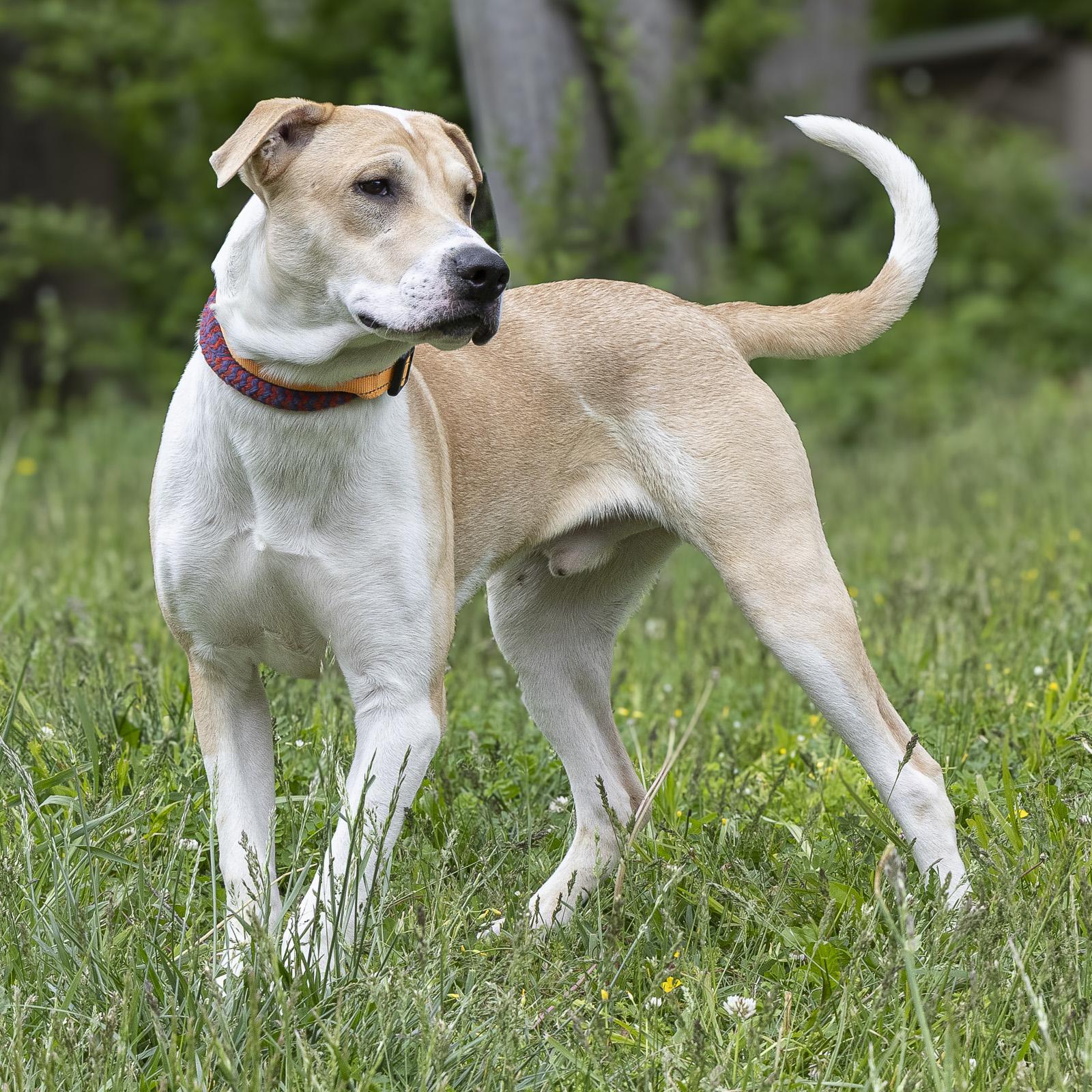 Enlarge Alvin, a ADOPTABLE mixed breed in Stroudsburg, PA image 1/3