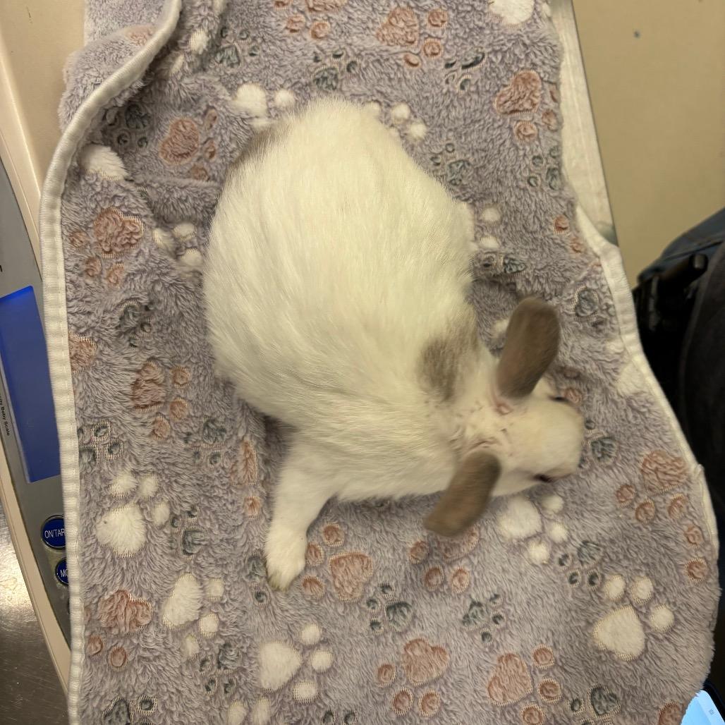 Enlarge Pogo, a Adoptable American in Warwick, RI image 2/2