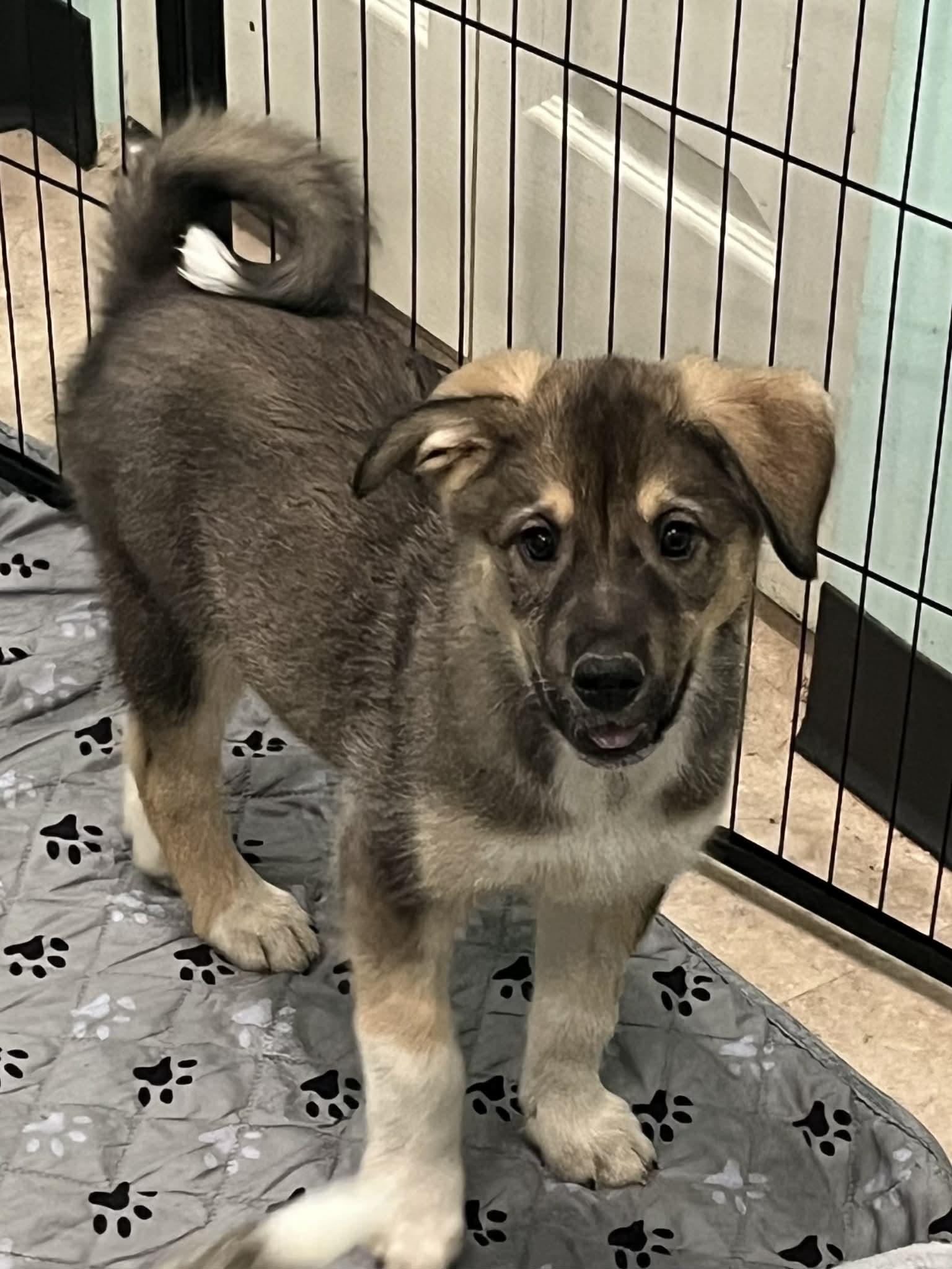Mandalay Bay, ADOPTABLE, Puppy Female German Shepherd Dog & Husky.