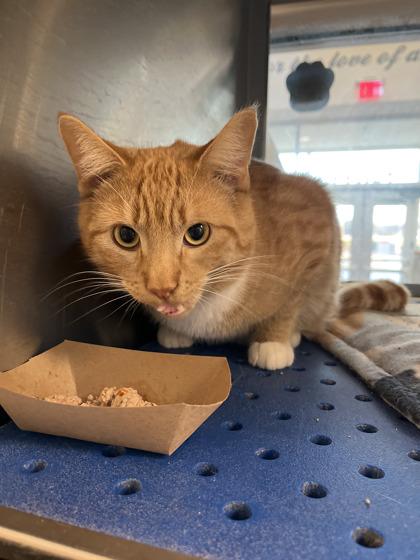 Pumpernickel, Adoptable, Young Male Domestic Short Hair & Domestic Short Hair.