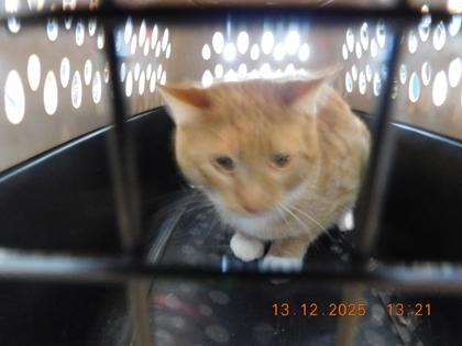 Pumpernickel, Adoptable, Young Male Domestic Short Hair & Domestic Short Hair.