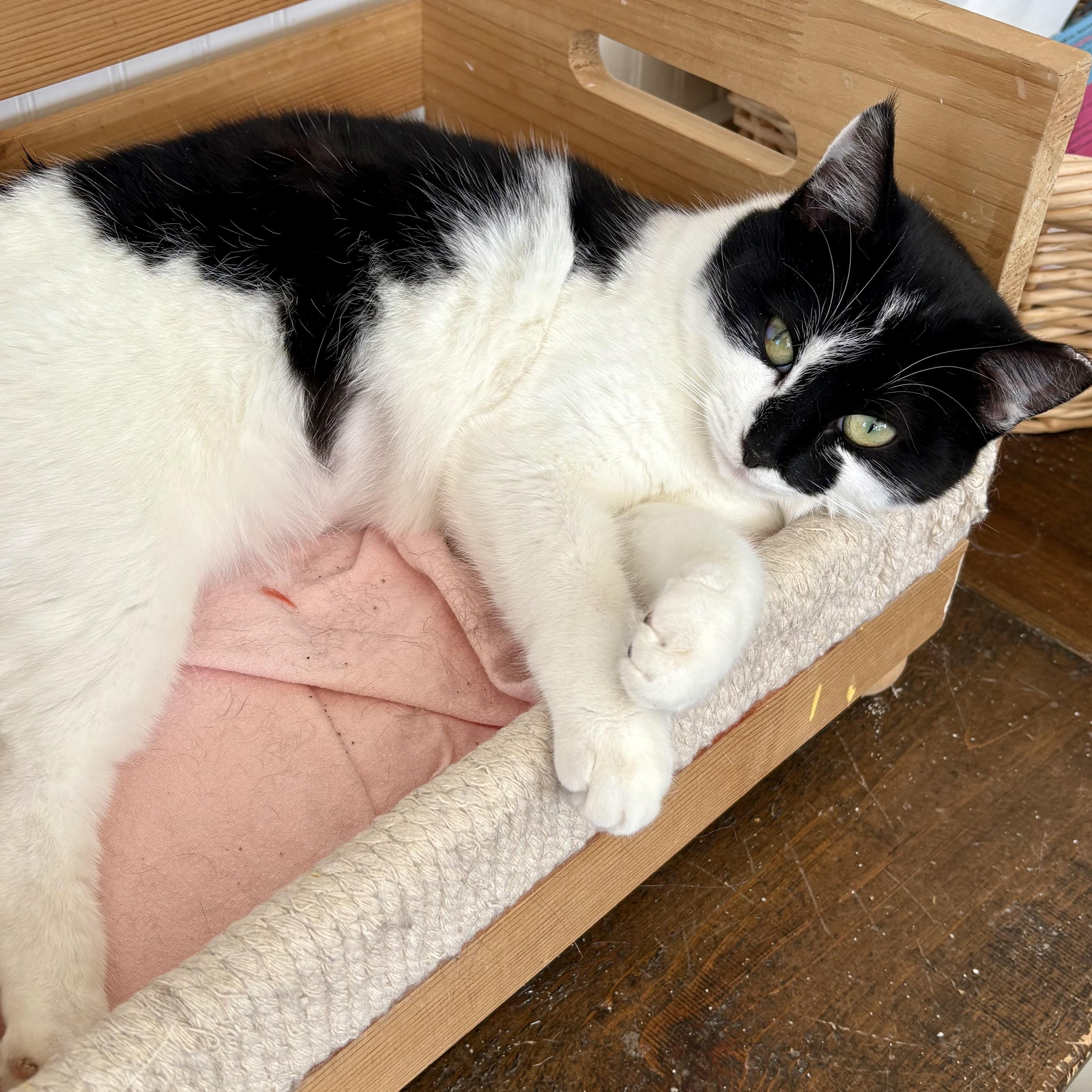 Enlarge Lilah, an adopted Domestic Short Hair in East Amherst, NY image 2/4