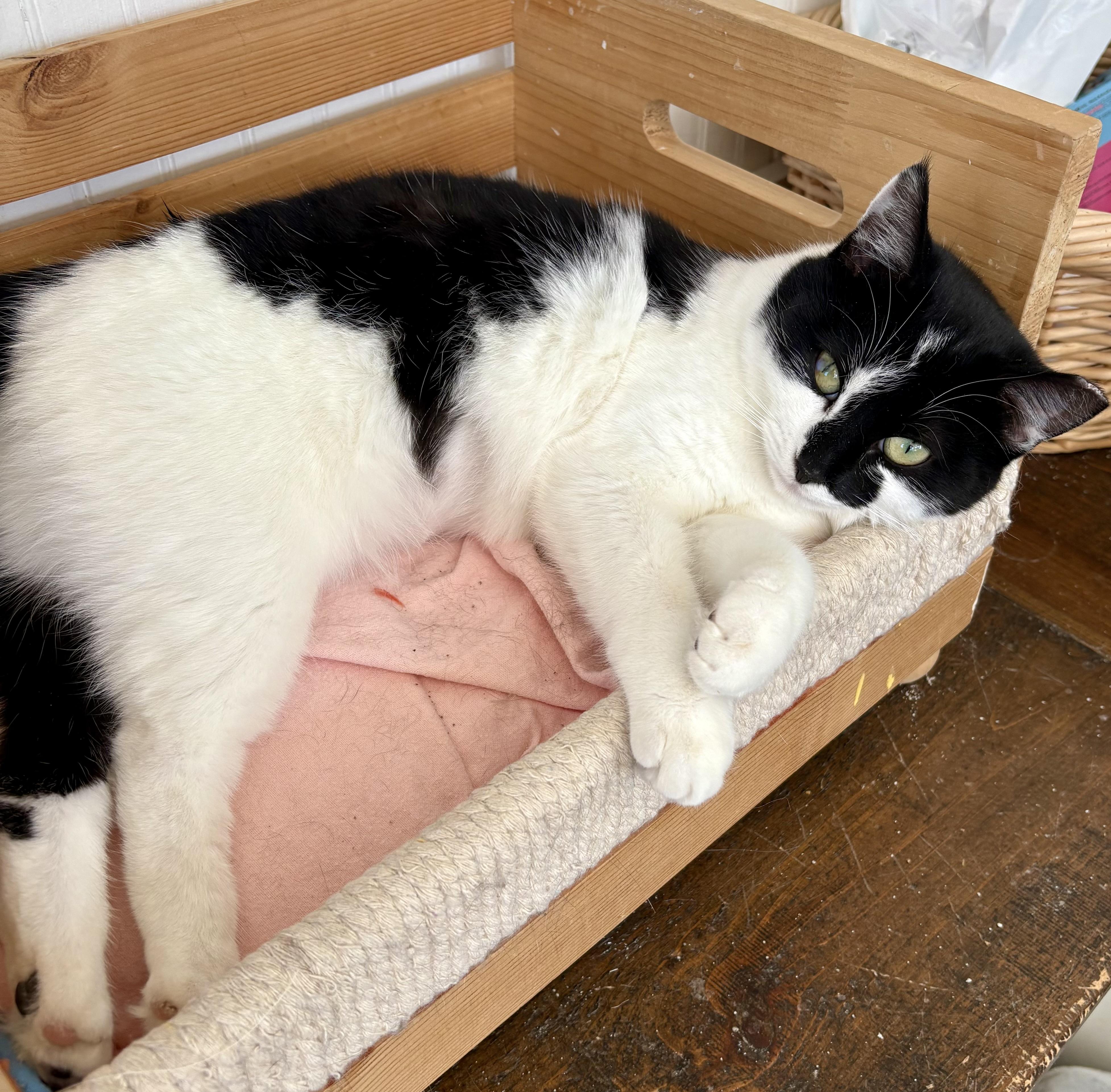 Enlarge Lilah, a Adoptable Domestic Short Hair in East Amherst, NY image 2/4