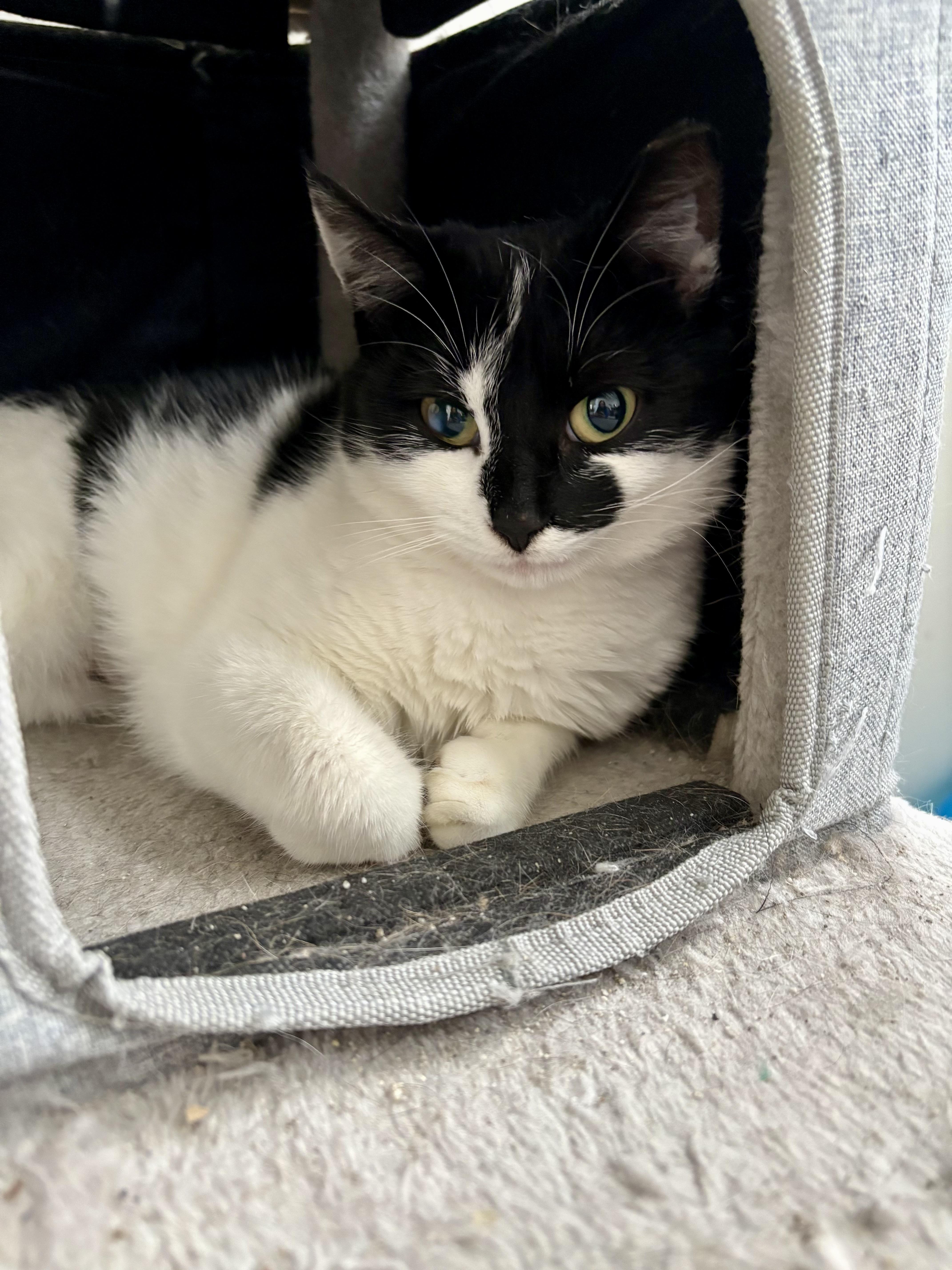 Enlarge Lilah, a Adoptable Domestic Short Hair in East Amherst, NY image 1/4