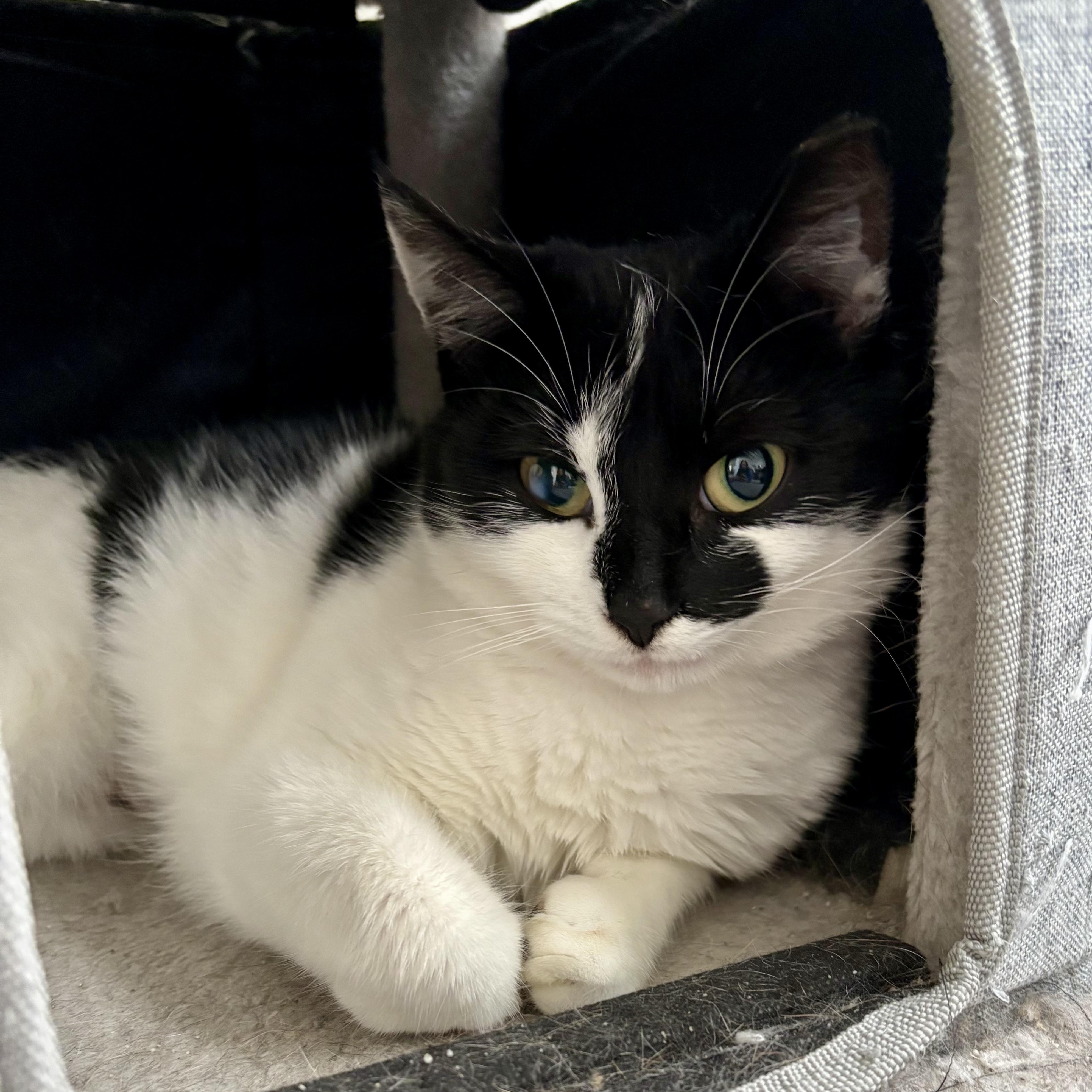 Enlarge Lilah, an adopted Domestic Short Hair in East Amherst, NY image 1/4