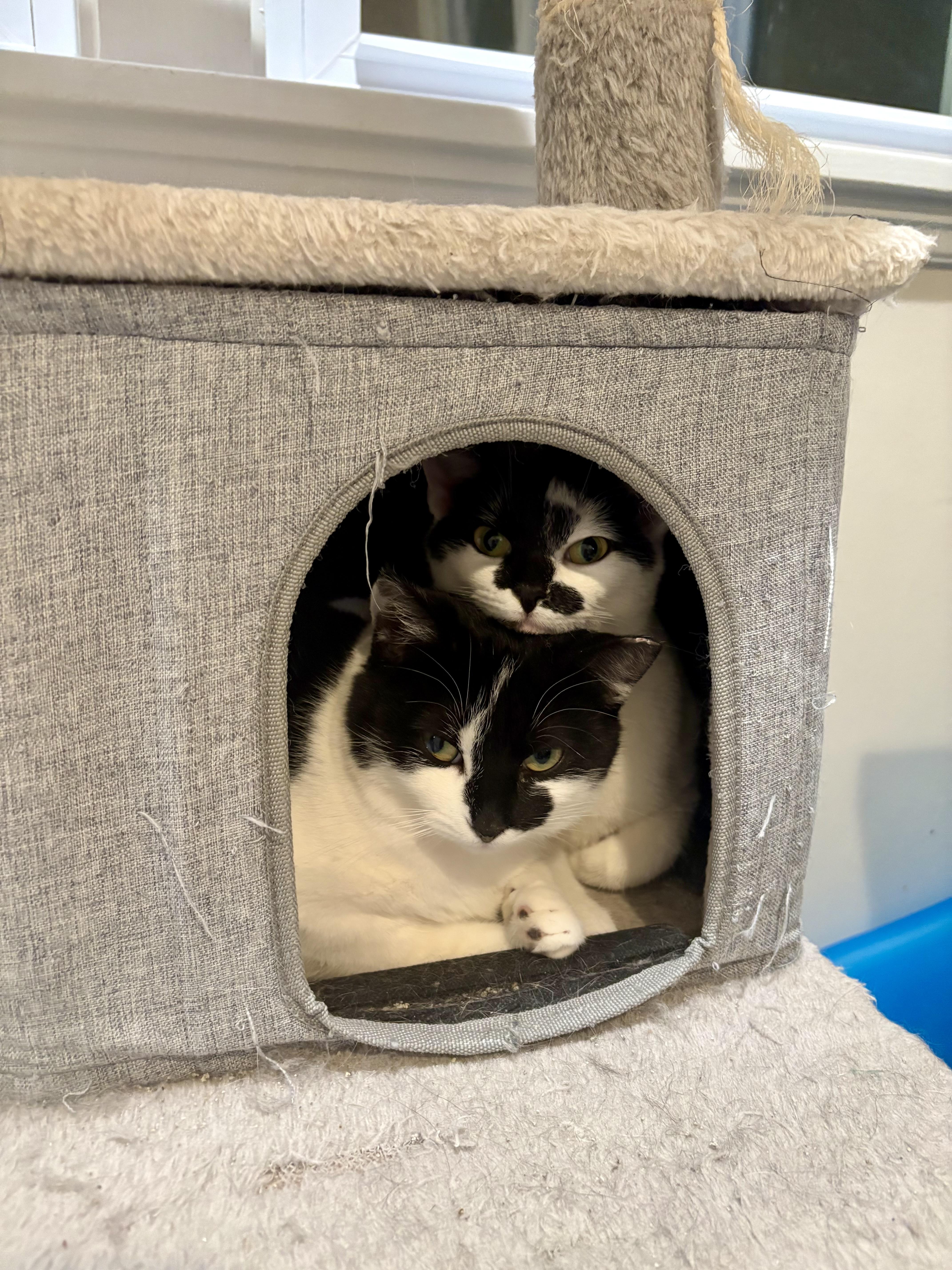 Enlarge Lilah, a Adoptable Domestic Short Hair in East Amherst, NY image 4/4