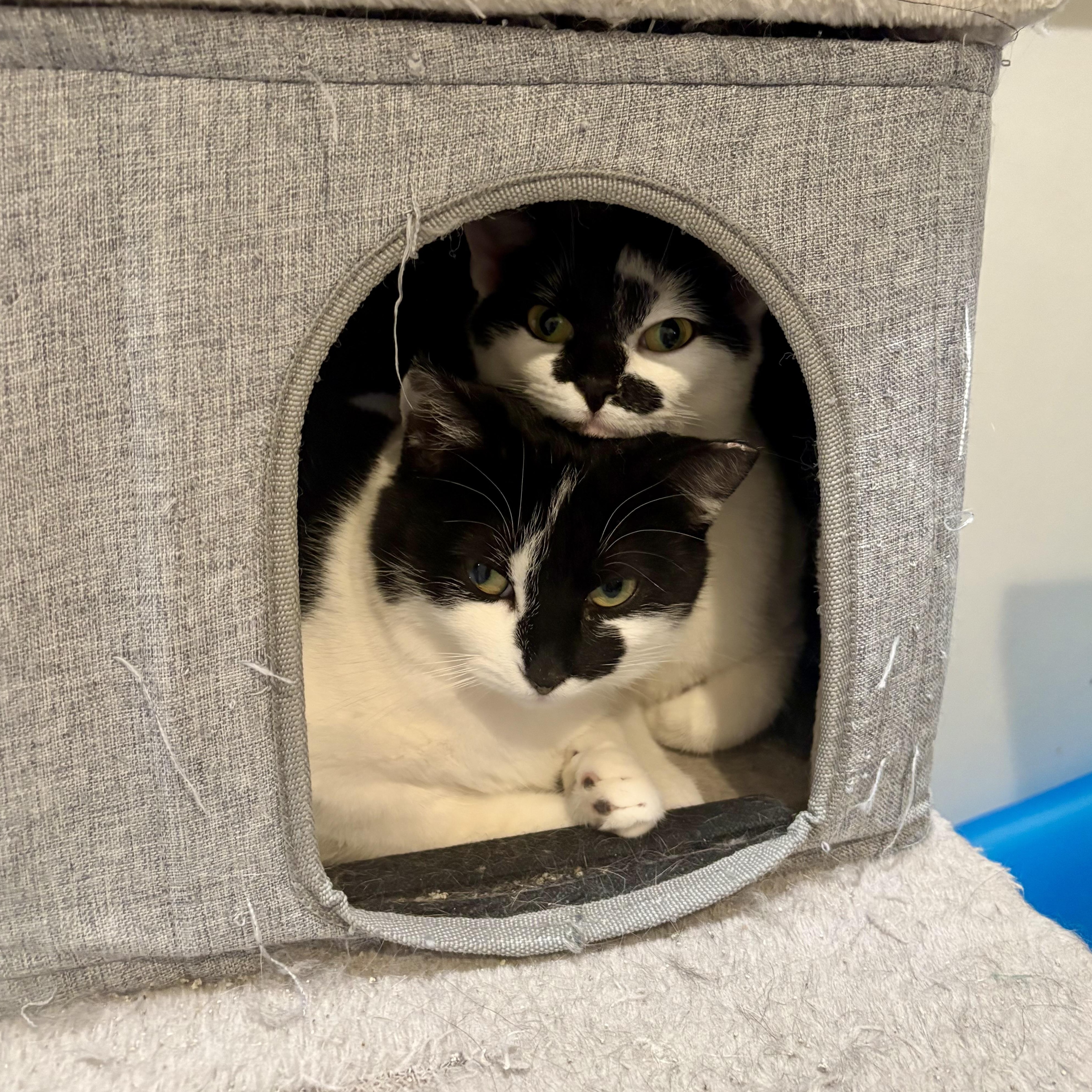 Enlarge Lilah, an adopted Domestic Short Hair in East Amherst, NY image 4/4