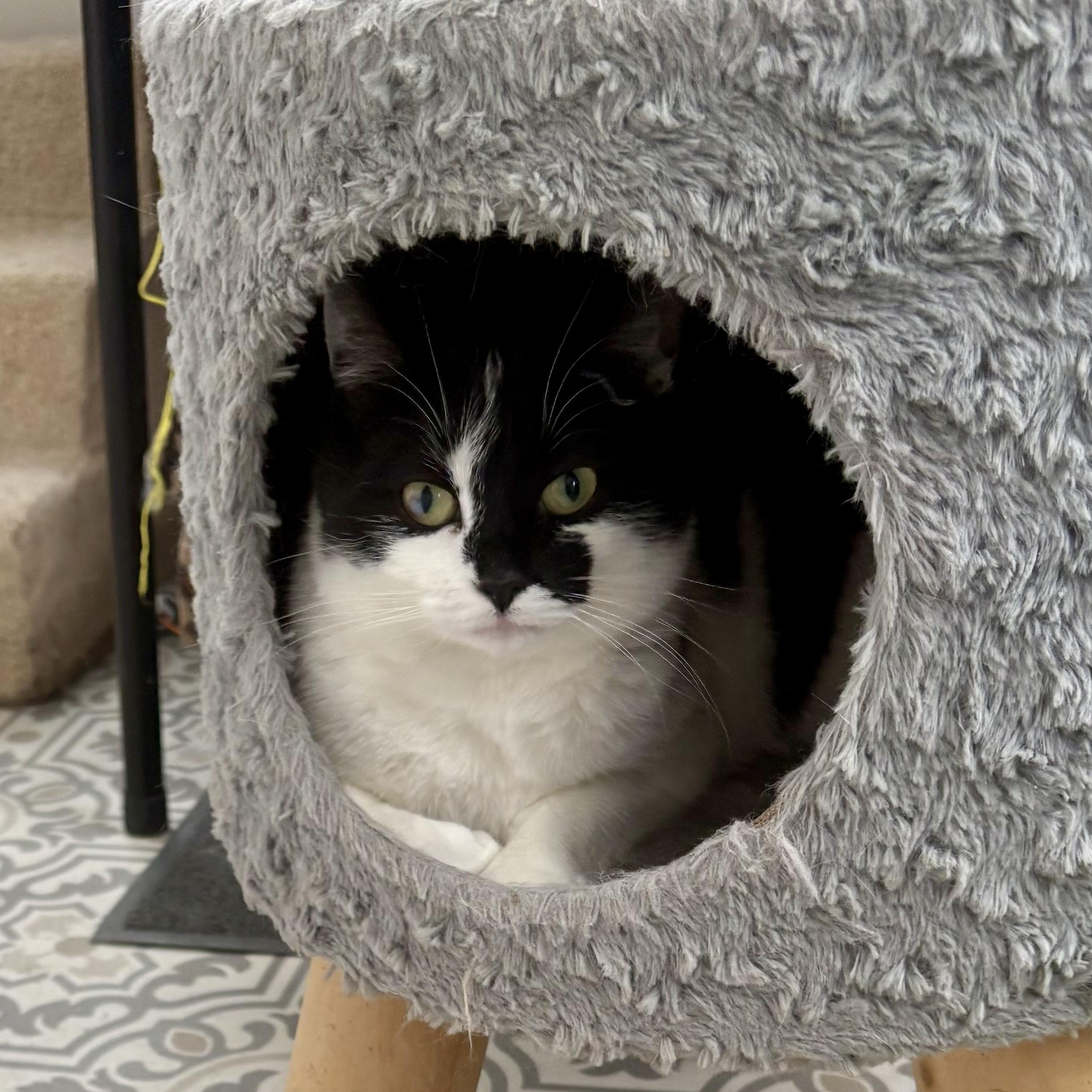 Enlarge Lilah, an adopted Domestic Short Hair in East Amherst, NY image 3/4