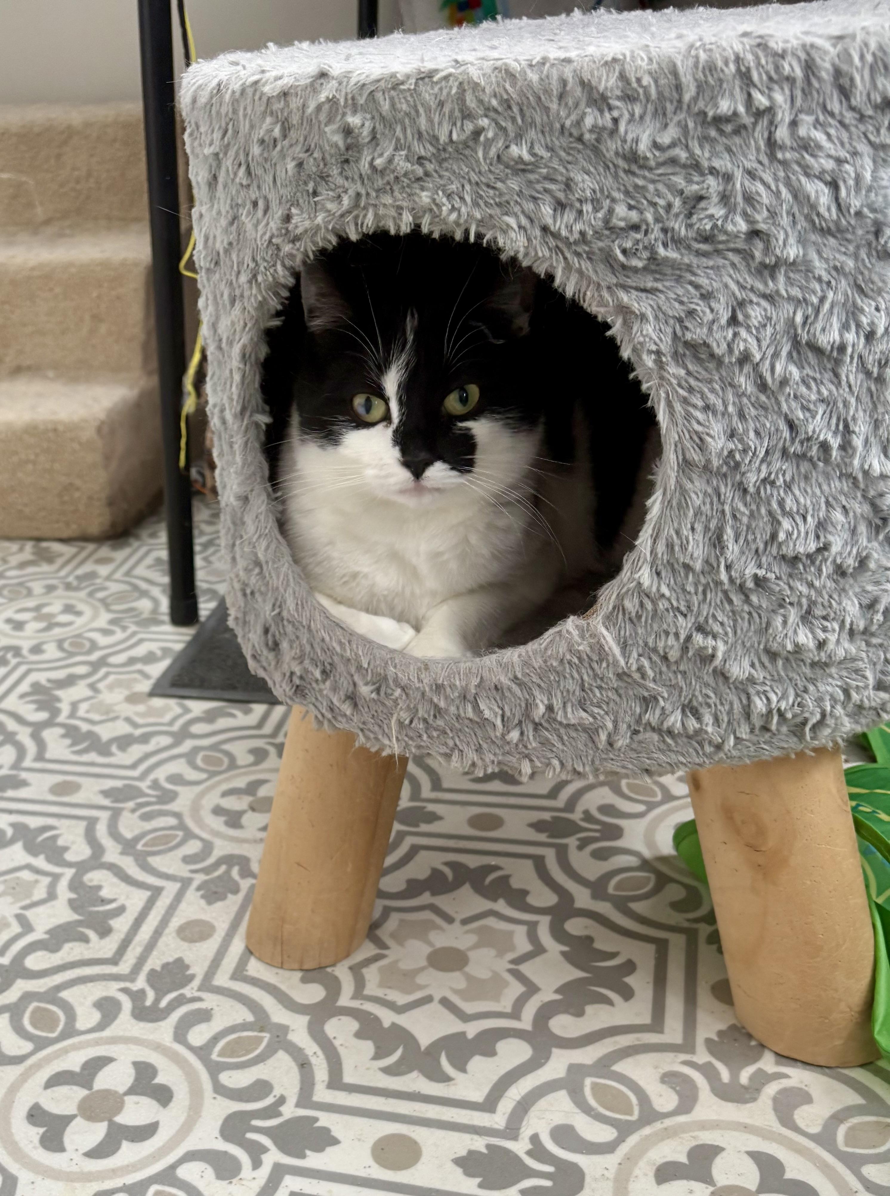 Enlarge Lilah, a Adoptable Domestic Short Hair in East Amherst, NY image 3/4