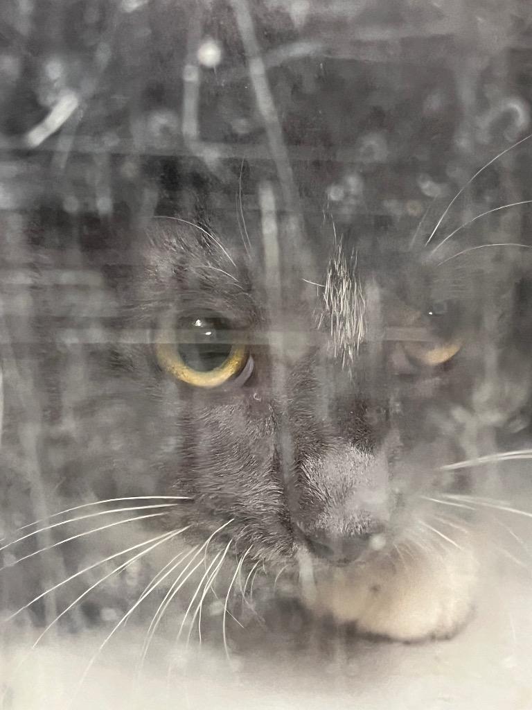 Boots, Adoptable, Young Male Domestic Short Hair.