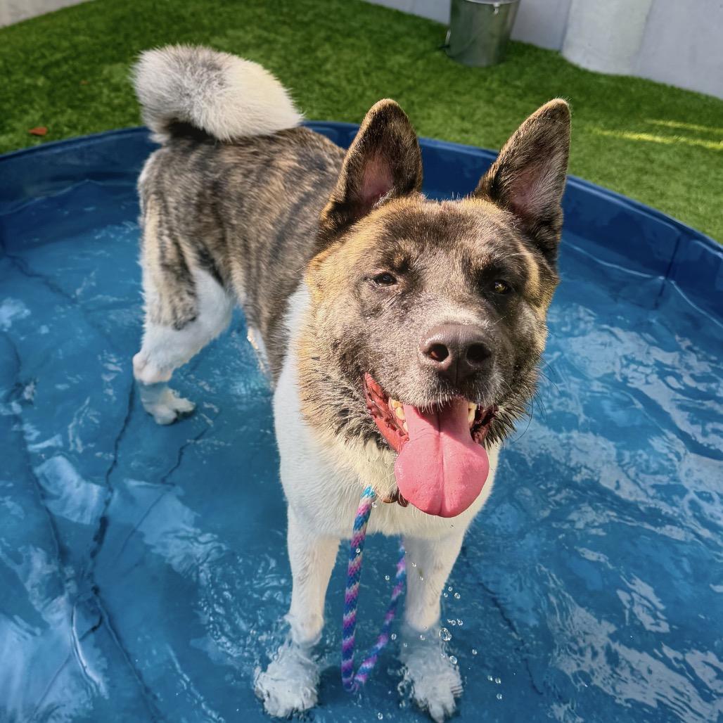 Provolone, Adoptable, Adult Male Akita.