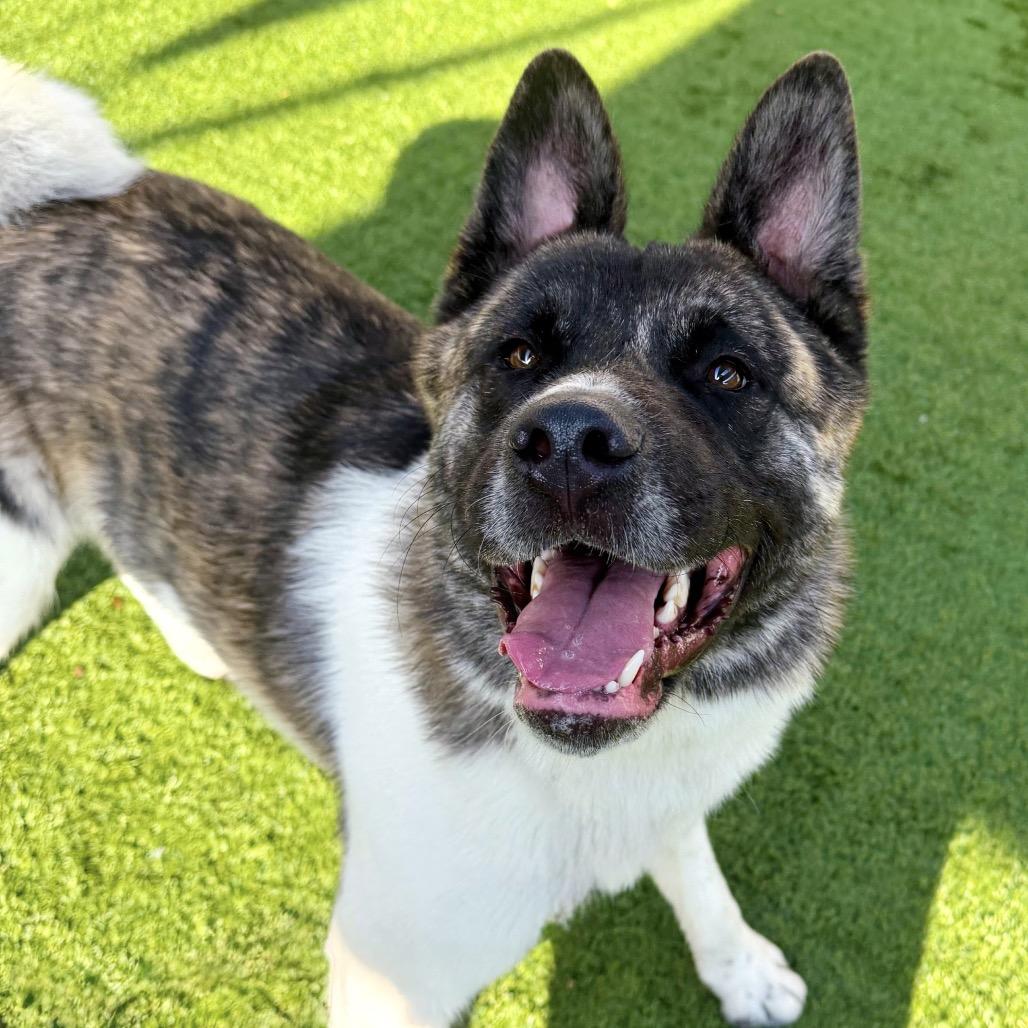 Enlarge Provolone, a Adoptable Akita in Pasadena, CA image 2/6