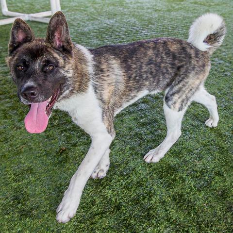 Enlarge Provolone, a Adoptable Akita in Pasadena, CA image 3/6