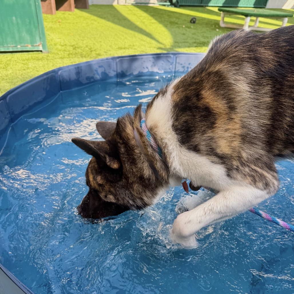 Enlarge Provolone, a Adoptable Akita in Pasadena, CA image 4/6