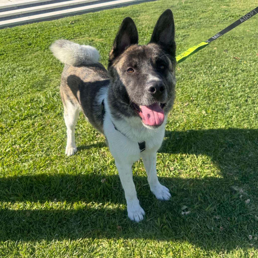 Enlarge Provolone, a Adoptable Akita in Pasadena, CA image 5/6