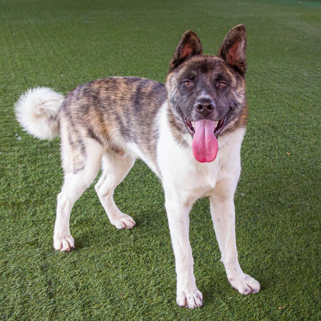 Enlarge Provolone, a Adoptable Akita in Pasadena, CA image 6/6