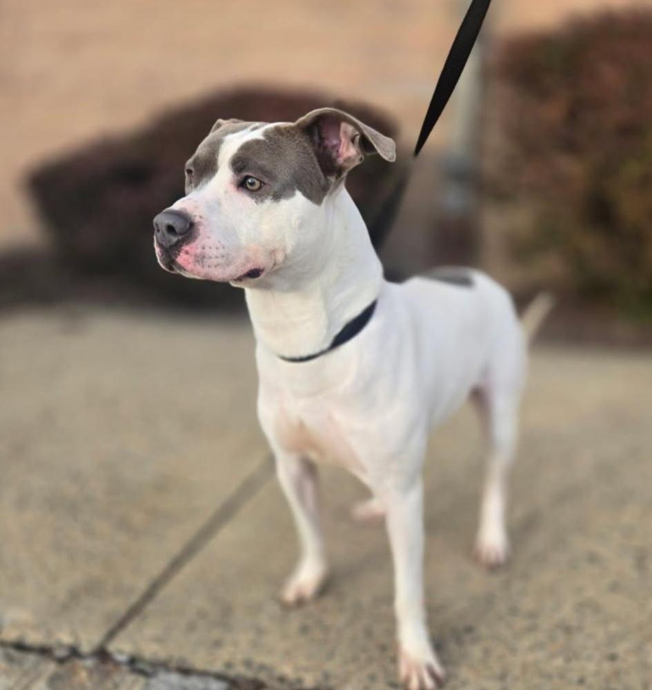 SWEET PETEY (cc#7149)