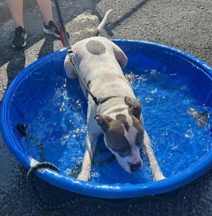 SWEET PETEY (cc#7149), Adoptable, Adult Male Pit Bull Terrier.