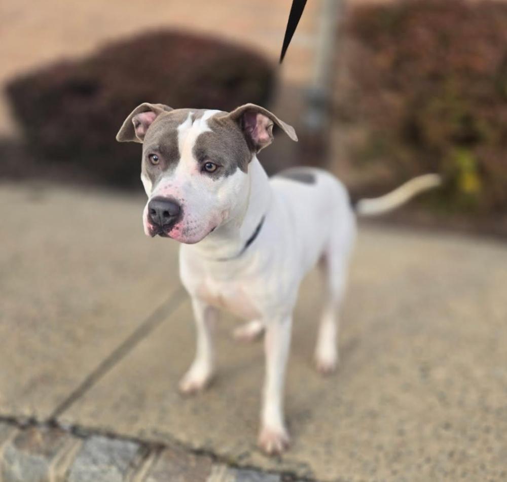 SWEET PETEY (cc#7149)