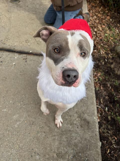 Enlarge SWEET PETEY (cc#7149), a Adoptable mixed breed in West Orange, NJ image 1/5