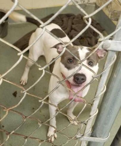 SWEET PETEY (cc#7149), a Adoptable mixed breed in West Orange, NJ image 5/5