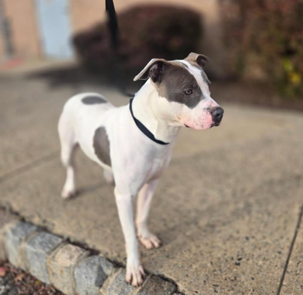 SWEET PETEY (cc#7149), a Adoptable mixed breed in West Orange, NJ image 4/5