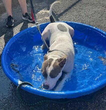 Enlarge SWEET PETEY (cc#7149), a Adoptable mixed breed in West Orange, NJ image 2/6