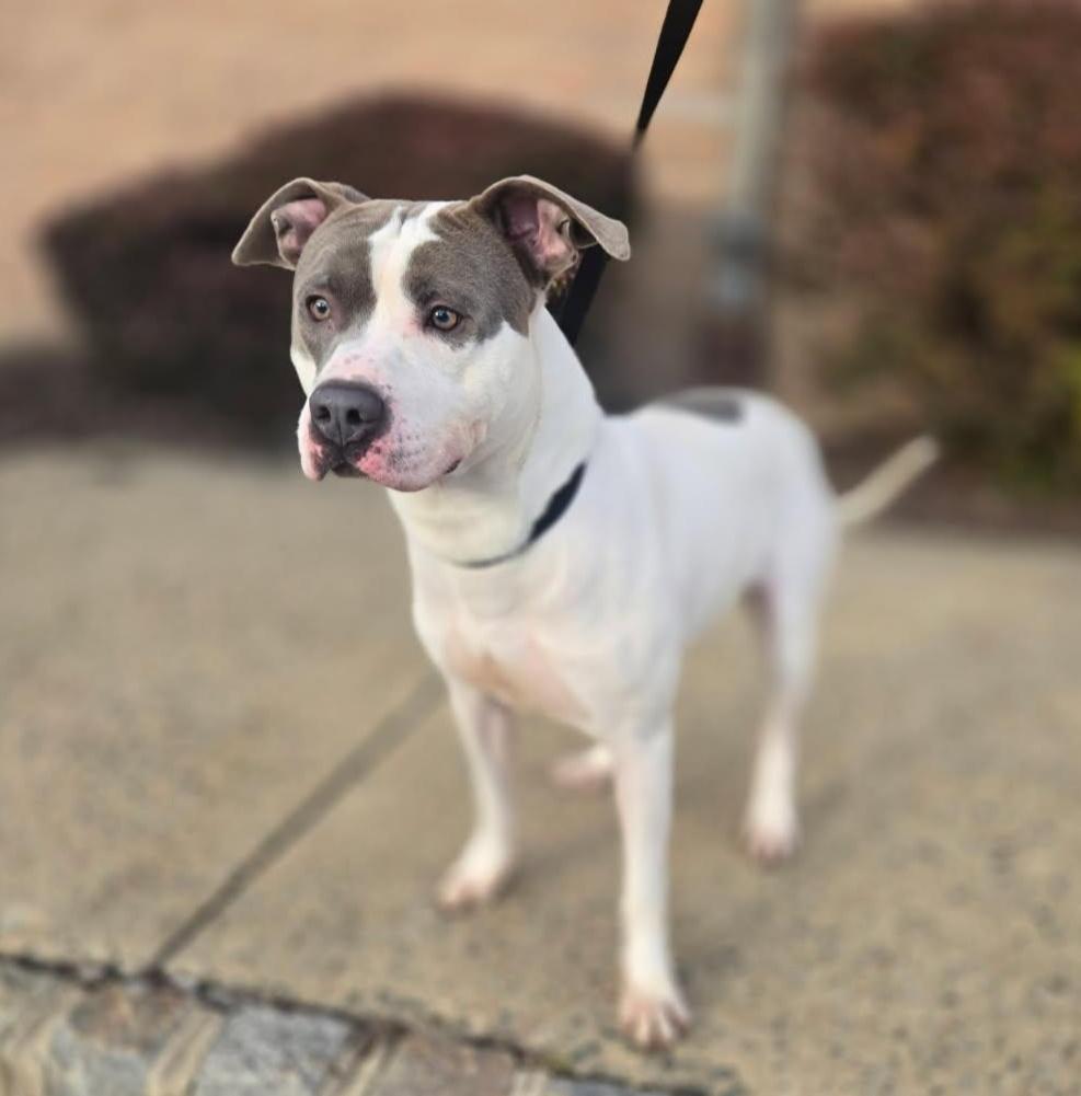 SWEET PETEY (cc#7149), a Adoptable mixed breed in West Orange, NJ image 1/5