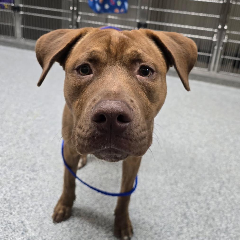 Enlarge Fritos, a Adoptable American Staffordshire Terrier in Grand Rapids, MI image 1/1