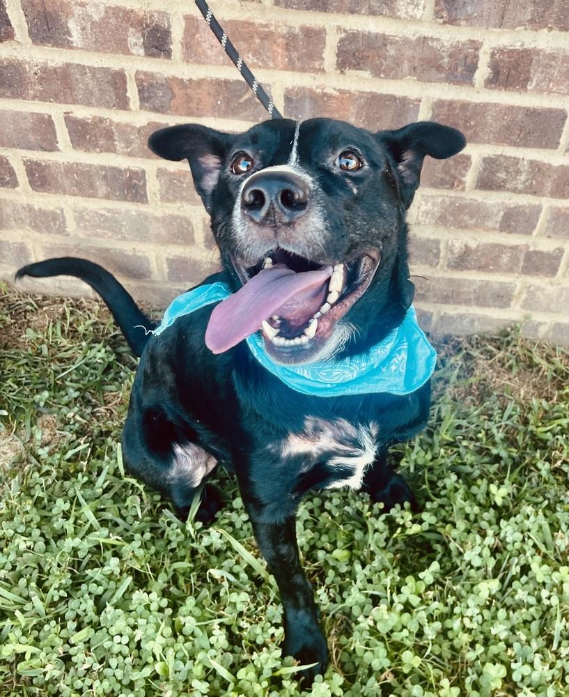 Harley Duke, a Adoptable mixed breed in Dickson, TN image 1/4