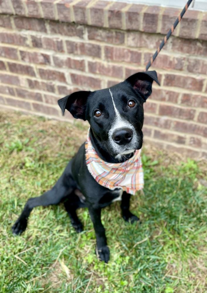 Harley Duke, a Adoptable mixed breed in Dickson, TN image 2/4