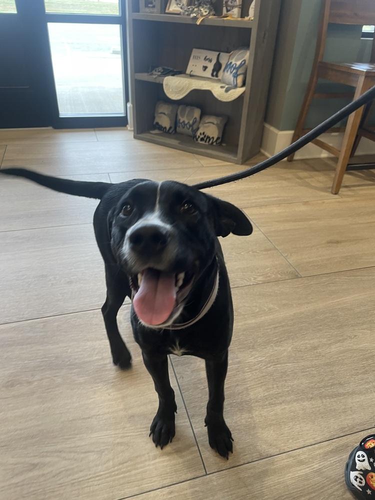 Harley Duke, a Adoptable mixed breed in Dickson, TN image 3/4